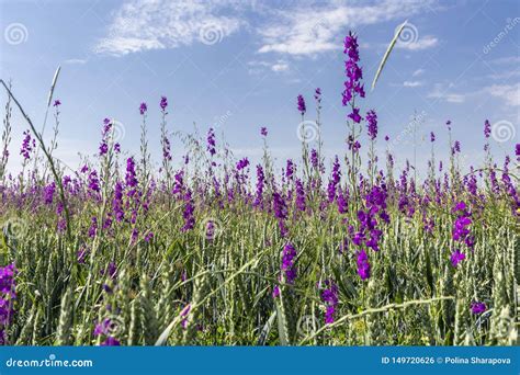 Beautiful Lilac Color Wildflowers In Green Field Light Blue Sky With