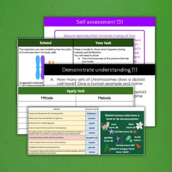 Meiosis Lesson Bundle GCSE By CMGs Science Lessons TPT