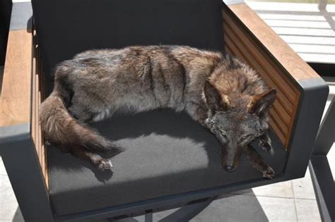 Melanistic coyote Softmount : r/Taxidermy