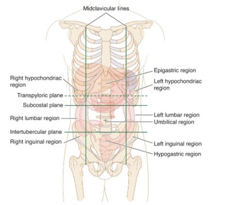 Peritoneal Cavity Flashcards Quizlet