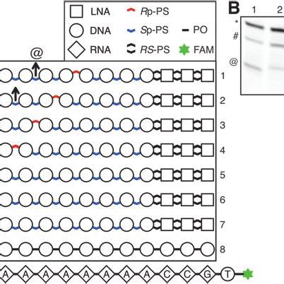 Control Of Rnase H Cleavage Site With Ps Stereoconfiguration A