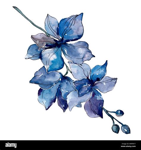 Blue orchid floral botanical flowers. Wild spring leaf wildflower ...