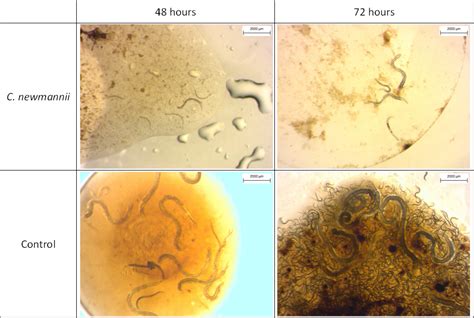 First Screening Of Entomopathogenic Nematodes And Fungus As Biocontrol