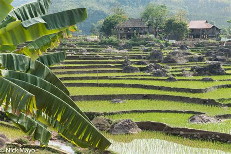 Thai Houses Behind The Rice Fields Nam Ma Valley Lai Chau Vietnam