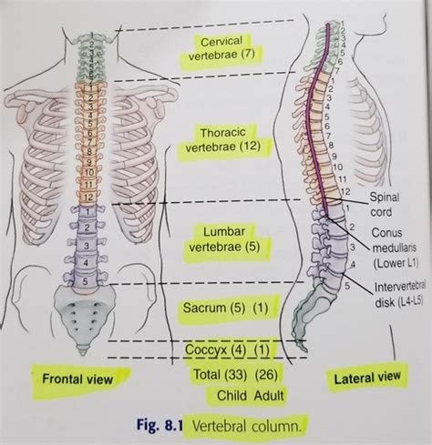 Cervical And Thoracic Spine Flashcards Quizlet