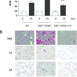 Deficiency In C3 Ameliorates Renal IRI In DAF 2 2 CD59 2 2 Mice Renal