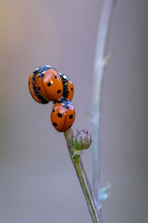 5 Fascinating Ladybug Behaviors Insect Lore