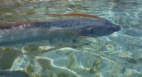 Oarfish – "OCEAN TREASURES" Memorial Library