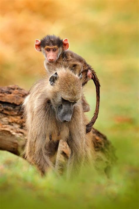 Guinea Baboon, Papio Papio, Monkey from Guinea, Senegal and Gambia. Wild Mammal in the Nature ...