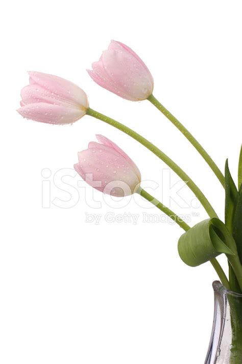 Light Pink Tulips Stock Photo | Royalty-Free | FreeImages