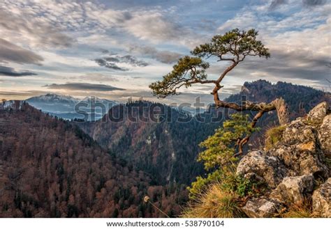 Dwarf Pine Tree On Sokolica Peak Stock Photo Shutterstock