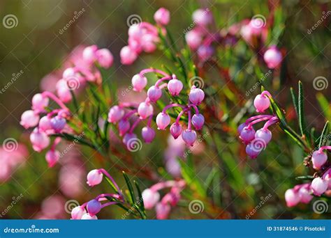 Bog-rosemary stock photo. Image of bogrosemary, leaf - 31874546