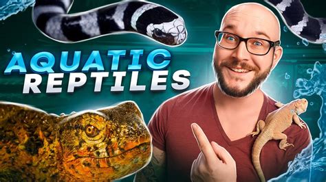 Top Best Pet Aquatic Reptiles Youtube