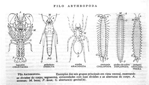 Esqueleto Dos Artropodes - BIOLOGIA PARA A VIDA : ARTRÓPODES