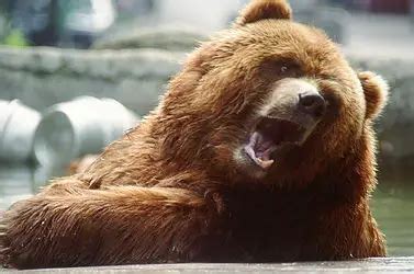 Brown Bear Facts | Brown Bear Habitat & Diet