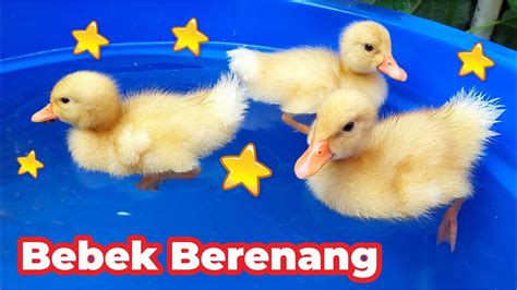 Bebek Adus Kali Yang Lucu Bebek Adus Kali Youtube Bebek Berenang Sambil