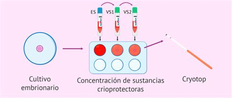 Qué es la vitrificación de embriones Cuándo y cómo se hace