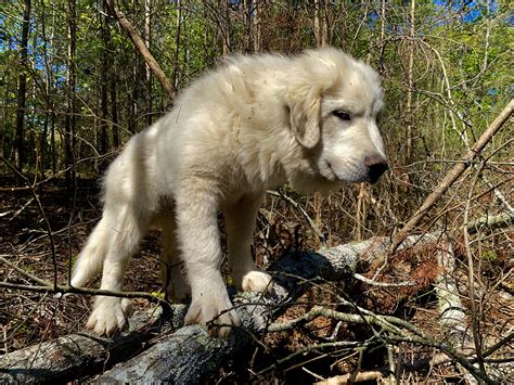Cash, my brother’s 5 month old Great Pyrenees. He’s going to be a force