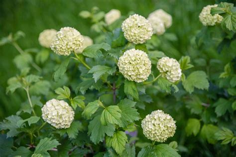 How To Propagate Snowball Bush A Complete Guide My Heart Lives Here