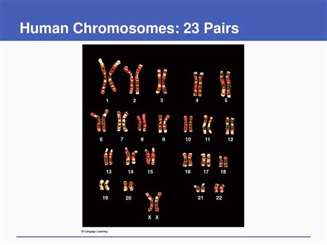 cells reproduce powerpoint    id