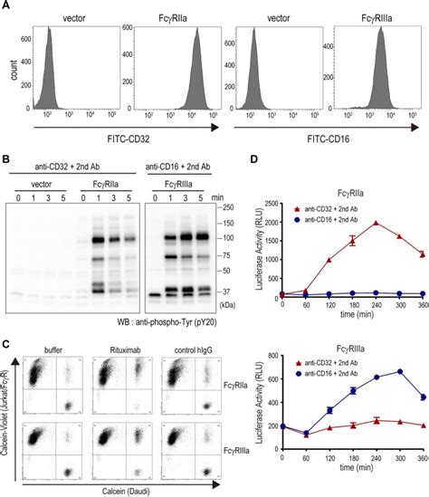 A The cell surface expressions of FcγRs in Jurkat FcγR cells were