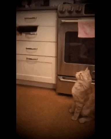 Cats Funnycats Music Teamwork GIFs - Get the best GIF on GIPHY