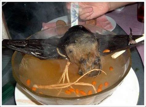 animals world: Delicious Bat Soup Amazing Yuck Pictures | Delicious Bat ...