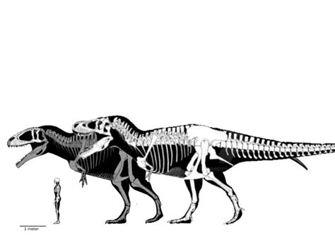 Carcharodontosaurus and Tyrannosaurus size comparison-Nelson howell on ...