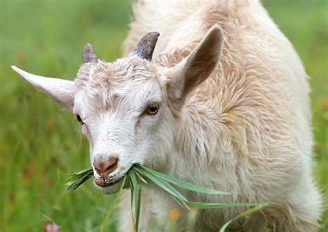 Ingin Ternak Kambing Coba 6 Jenis Kambing Ini Pak Tani Digital