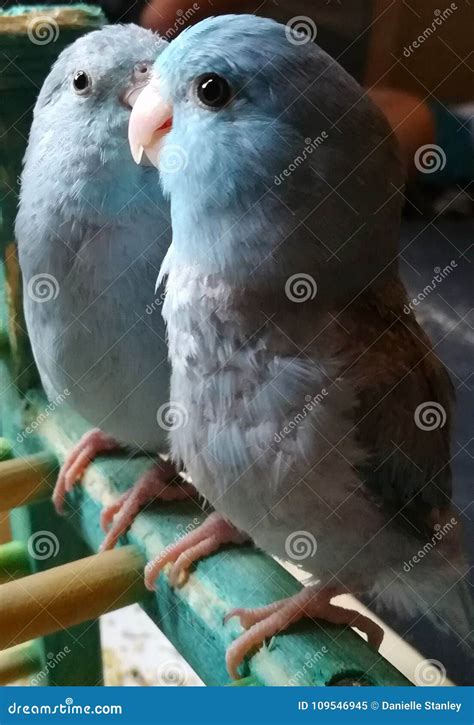 Pretty Baby Blue Parrotlets Stock Image Image Of Tropical Pets