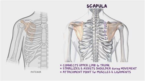 Bones of the upper limb: Video, Causes, & Meaning | Osmosis