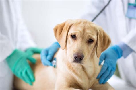 Parvovirus El Virus Que Más Afecta A Los Perros Zotal Laboratorios