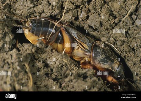 Gryllotalpa Gryllotalpa Mole Cricket Stock Photo Alamy