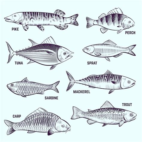 Premium Vector Hand Drawn Fishes Restaurant Menu Seafood Salmon