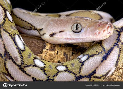 Pictures The Longest Snake Reticulated Python Malayopython