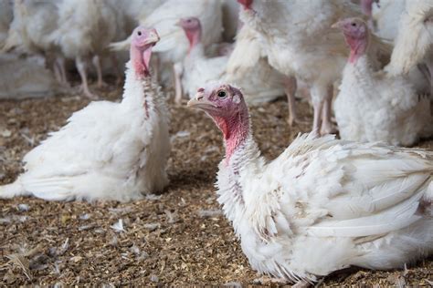 Avian Influenza Returns To Us Commercial Poultry