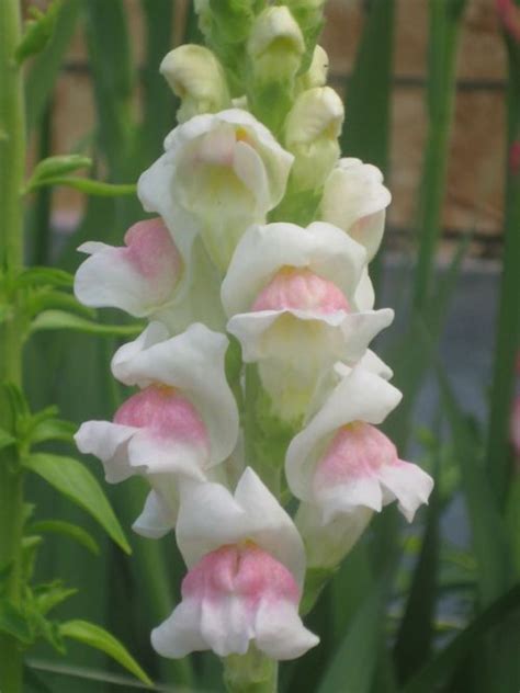 Snapdragon Flower - Database Plants