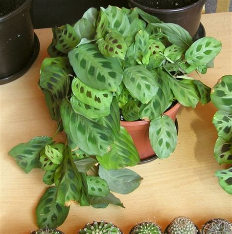 Maranta Leuconeura Prayer Plant Growing Guide