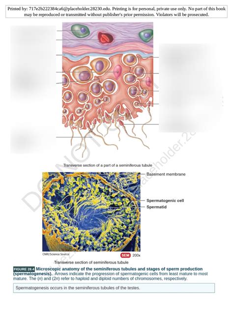 Seminiferous Tubules And Stages Of Spermatogenesis Diagram Quizlet