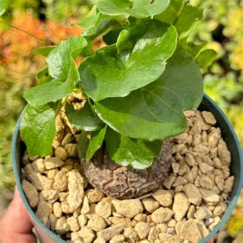 Buy Elephants Foot Succulent Dioscorea Elephantipes For Sale