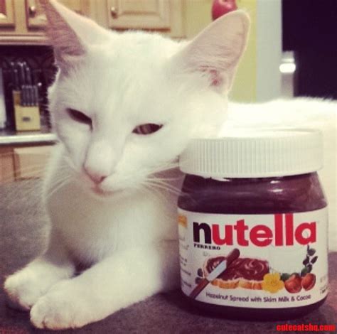 Nutella And Cat Cute Cats Hq Pictures Of Cute Cats And Kittens Free