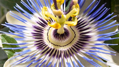 Passion Flowers | OGN Daily