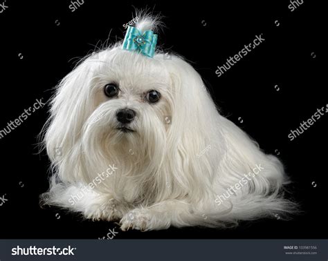 Maltese Dog Isolated On The Black Background Stock Photo 103981556