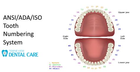 Ada Supernumerary Tooth Numbering Chart