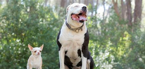 Se Sabe Que Los Perros Esquimales Son Agresivos