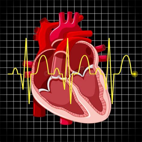 Latidos Del Corazón Humanos De La Demostración Del Corazón Y Del Gráfico Ilustración Del Vector