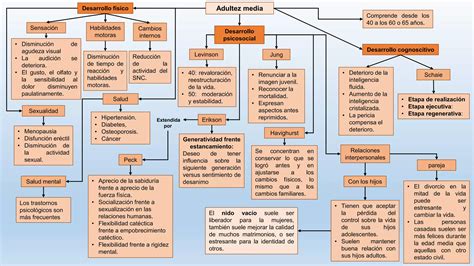 Mapa Conceptual De Adultez Media Ppt