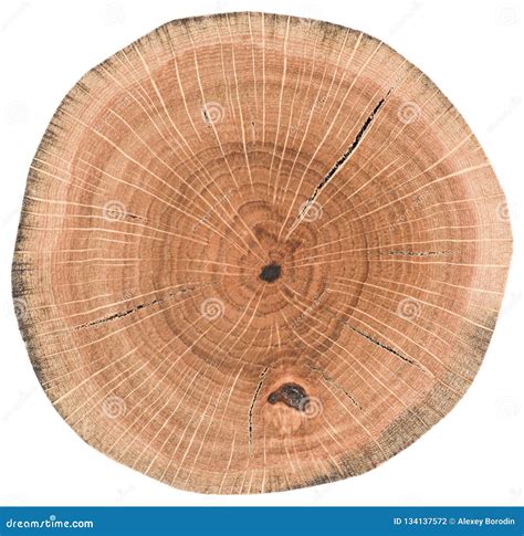 Oak Wood Texture Tree Stump With Growth Rings And Cracks Isolated On