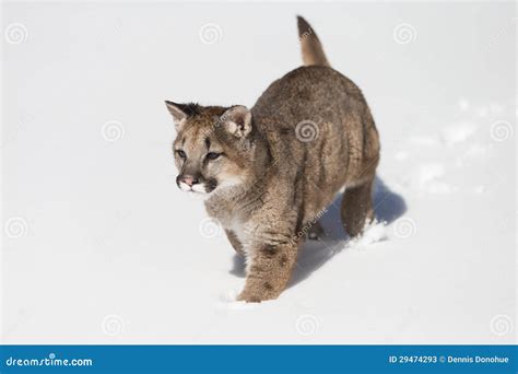 Young Mountain Lion In Snow Stock Image - Image of intense, strength: 29474293