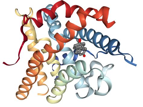 Progesterone Receptor Protein Overview Sino Biological